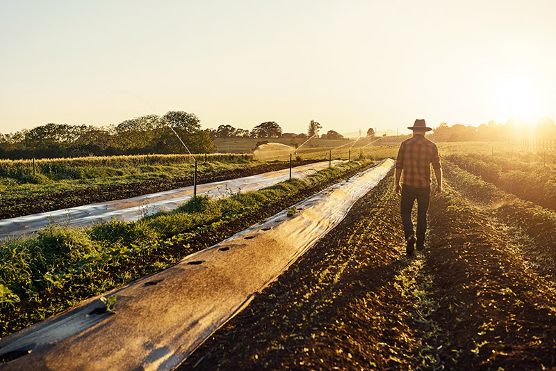 Farm Marketing Boards with One Big Broadcast